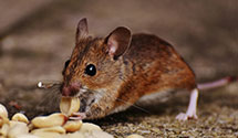 24 Hour & Emergency Exterminators in Leivasy, WV